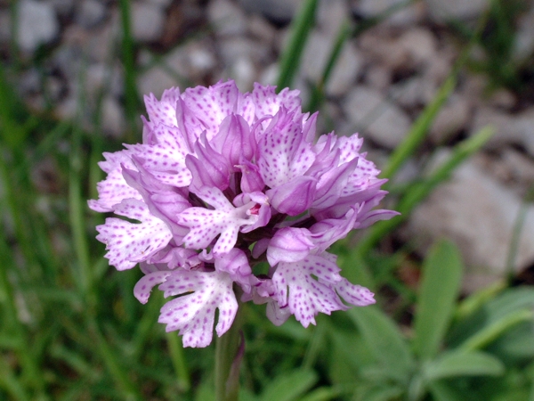 Orchis tridentata